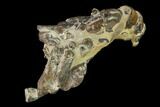 Fossil Mud Lobster (Thalassina) - Australia #141038-2